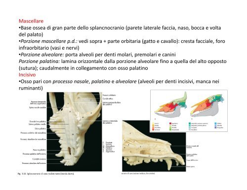 (Microsoft PowerPoint - 2_OSTEOLOGIA [modalit\340 ... - Skuola.net