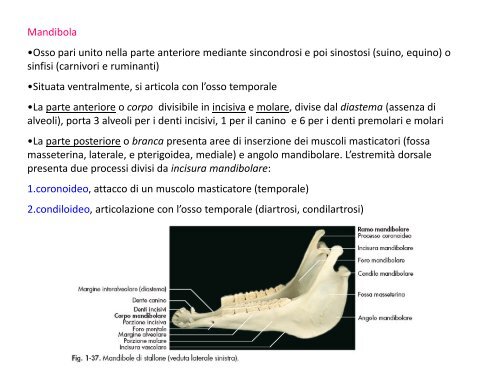 (Microsoft PowerPoint - 2_OSTEOLOGIA [modalit\340 ... - Skuola.net