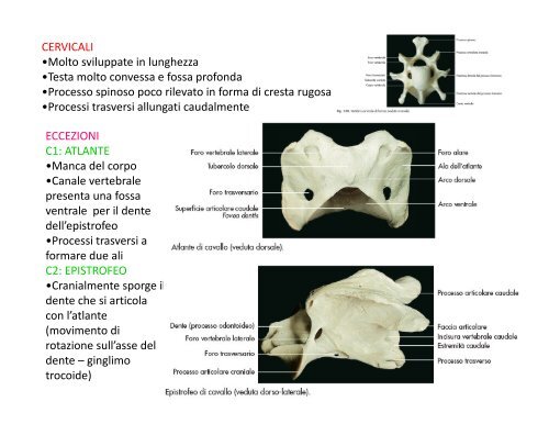 (Microsoft PowerPoint - 2_OSTEOLOGIA [modalit\340 ... - Skuola.net