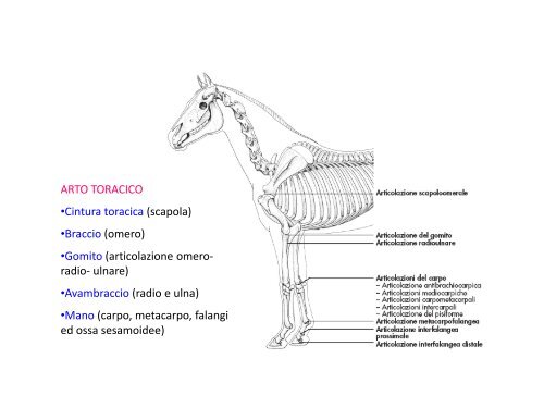 (Microsoft PowerPoint - 2_OSTEOLOGIA [modalit\340 ... - Skuola.net