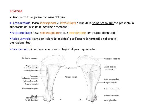 (Microsoft PowerPoint - 2_OSTEOLOGIA [modalit\340 ... - Skuola.net