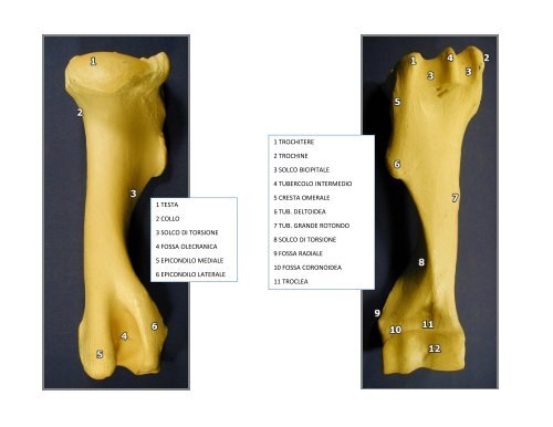 (Microsoft PowerPoint - 2_OSTEOLOGIA [modalit\340 ... - Skuola.net