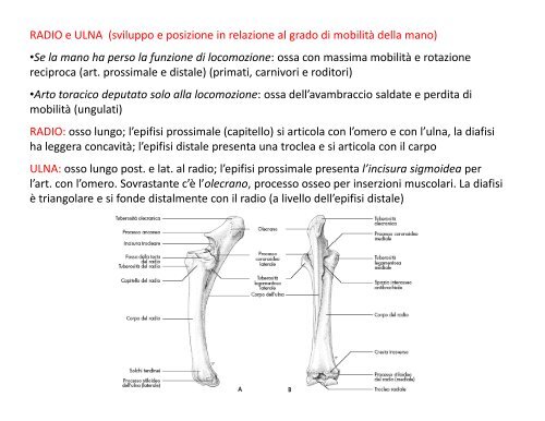 (Microsoft PowerPoint - 2_OSTEOLOGIA [modalit\340 ... - Skuola.net