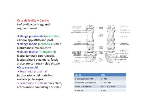 (Microsoft PowerPoint - 2_OSTEOLOGIA [modalit\340 ... - Skuola.net