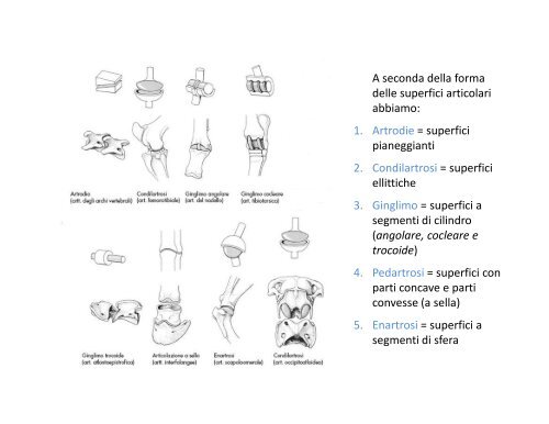 (Microsoft PowerPoint - 2_OSTEOLOGIA [modalit\340 ... - Skuola.net