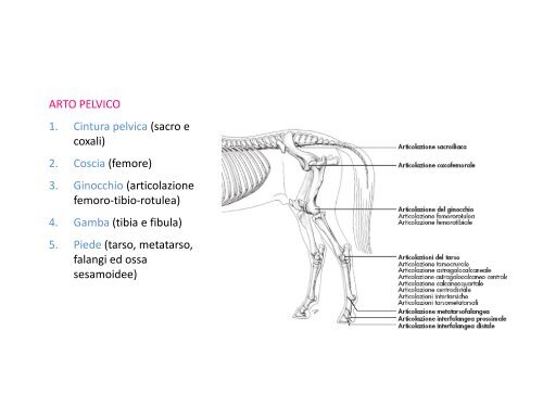 (Microsoft PowerPoint - 2_OSTEOLOGIA [modalit\340 ... - Skuola.net