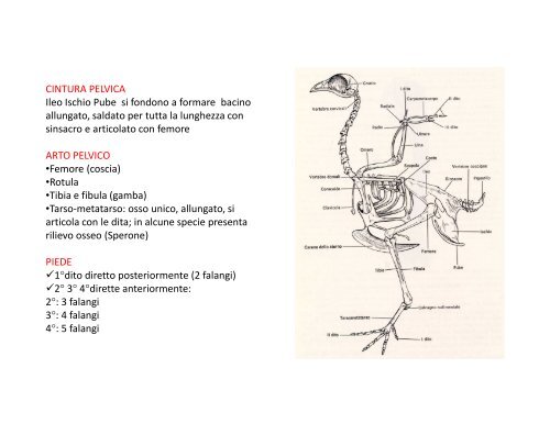 (Microsoft PowerPoint - 2_OSTEOLOGIA [modalit\340 ... - Skuola.net