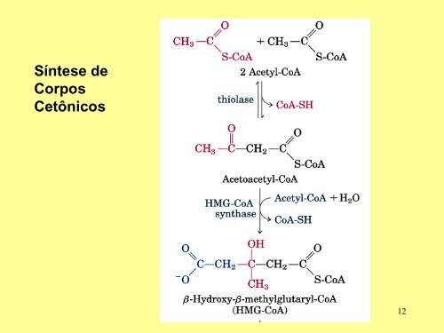 Metabolismo de ácidos graxos e TAG 2011.pdf - anacbioquimica