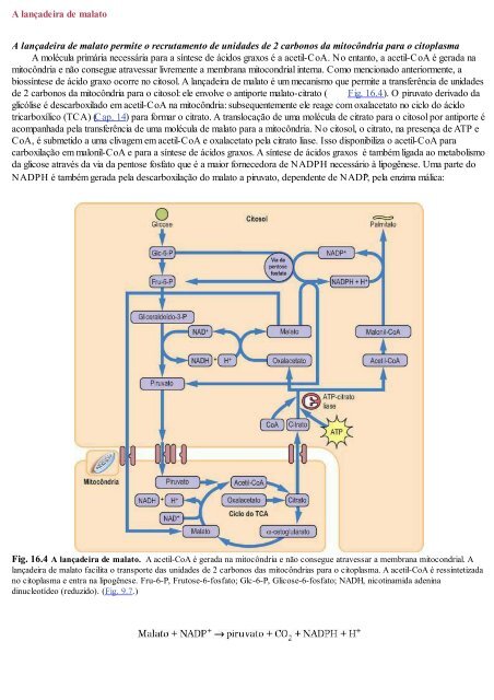 Cap 16 - Biossíntese e armazenamento de ácidos gordos.pdf - Molar