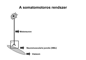 Interneuronális szinapszisok