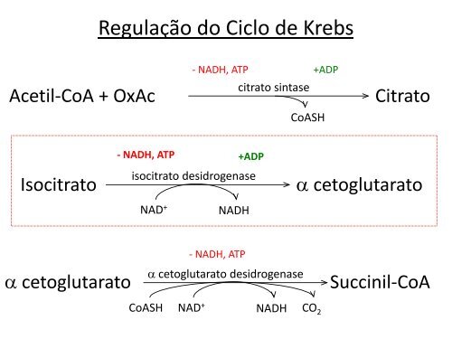 Ciclo de Krebs