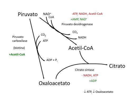 Ciclo de Krebs