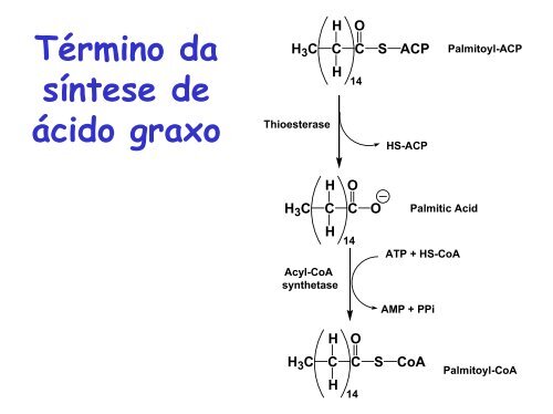 Síntese de ácido graxo