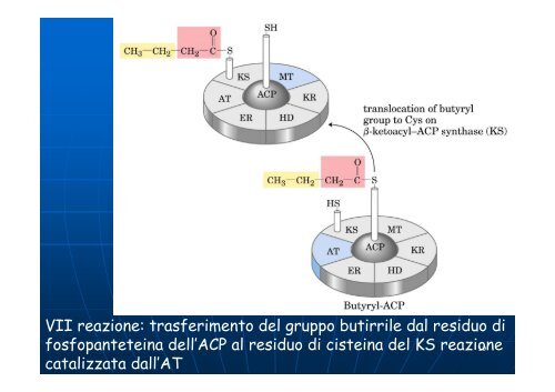 BIOSINTESI DEGLI ACIDI GRASSI