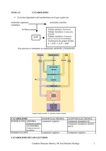 TEMA 12 CATABOLISMO Es la fase degradativa del ... - IES San Isidro