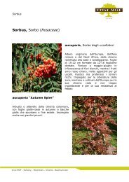 Sorbus - Sorbo - Vivai MGF