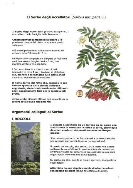 Il Sorbo degli uccellatori (Sorbus aucuparia L.)