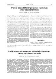 Red Phalarope Phalaropus fulicaria in Rajasthan - Oriental Bird Club