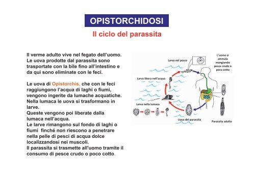 I parassiti nei prodotti della pesca - Azienda per i Servizi Sanitari n ...