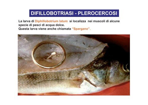 I parassiti nei prodotti della pesca - Azienda per i Servizi Sanitari n ...