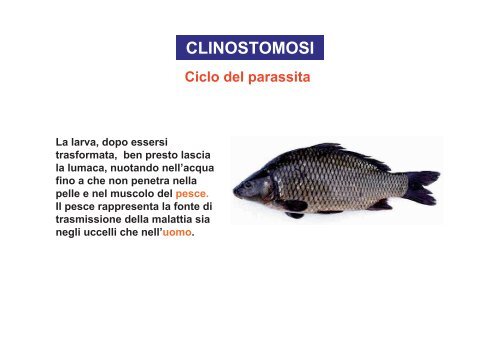 I parassiti nei prodotti della pesca - Azienda per i Servizi Sanitari n ...