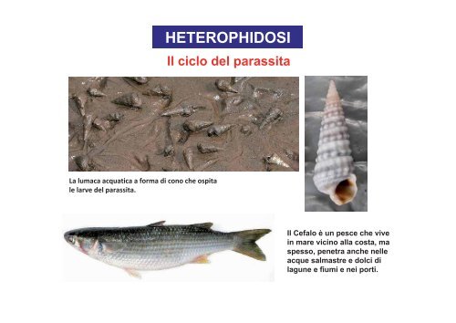 I parassiti nei prodotti della pesca - Azienda per i Servizi Sanitari n ...