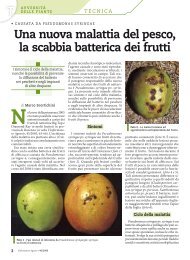 Una nuova malattia del pesco, la scabbia batterica dei frutti