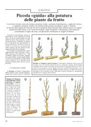 guida» alla potatura delle piante da frutto - Vita in Campagna