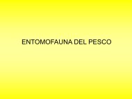 Entomofauna: Pesco