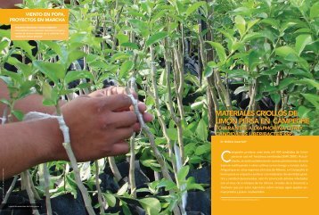 Materiales criollos de liMón persa en caMpeche - fomixcampeche ...