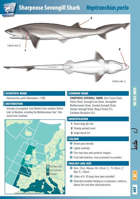 Sharpnose Sevengill Shark Heptranchias perlo - The Shark Trust