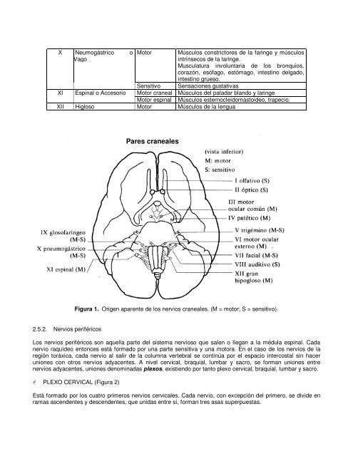 Sistema nervioso periférico - VIREF - Biblioteca Virtual de ...