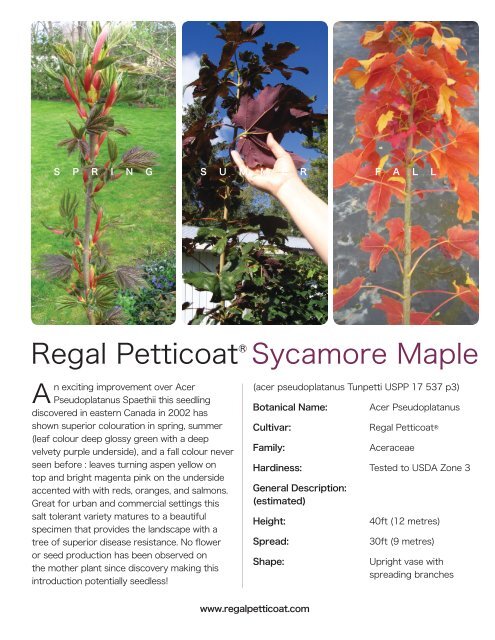 Regal Petticoat Maple Information