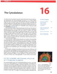 CH16 Cytoskeleton.pdf - finedrafts