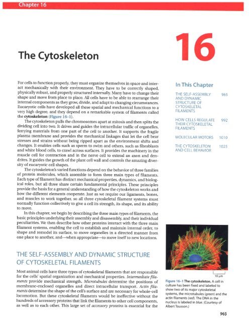 CH16 Cytoskeleton.pdf - finedrafts