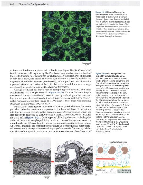 CH16 Cytoskeleton.pdf - finedrafts