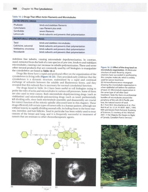 CH16 Cytoskeleton.pdf - finedrafts