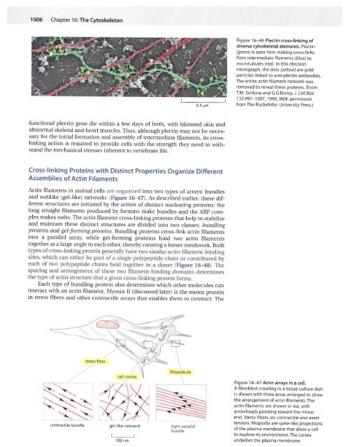 CH16 Cytoskeleton.pdf - finedrafts