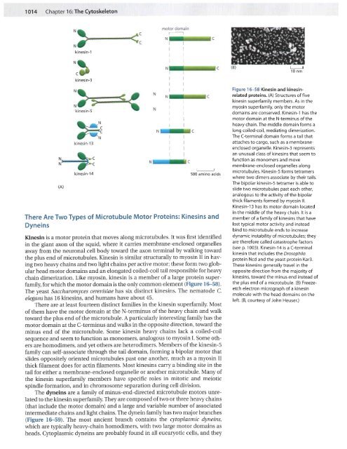 CH16 Cytoskeleton.pdf - finedrafts