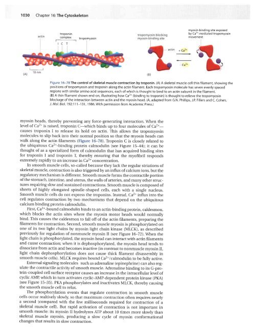CH16 Cytoskeleton.pdf - finedrafts