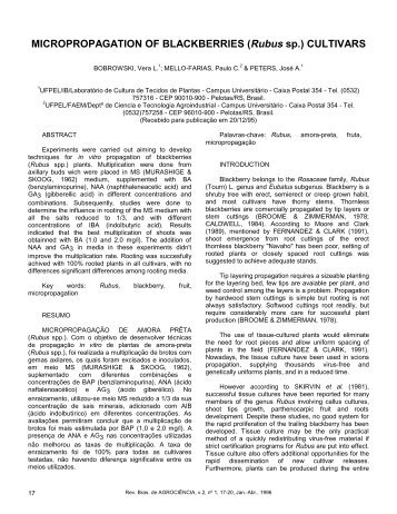 MICROPROPAGATION OF BLACKBERRIES (Rubus sp.) CULTIVARS