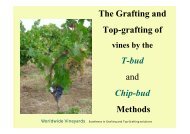 The Grafting and Top-grafting of T-bud and Chip-bud Methods - advid