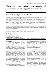Notes on three lichenicolous species of Acremonium including two
