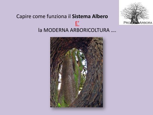 La moderna arboricoltura a salvaguardia dei ... - Pro Arbora