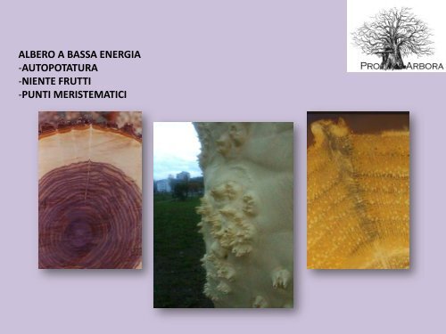 La moderna arboricoltura a salvaguardia dei ... - Pro Arbora