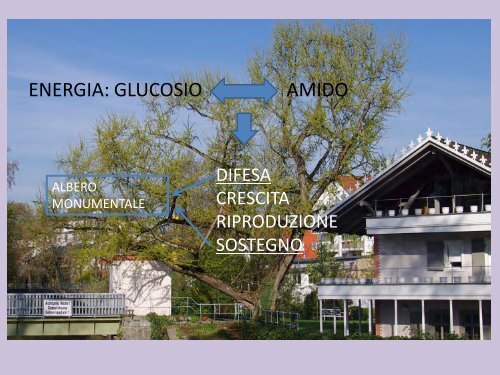 La moderna arboricoltura a salvaguardia dei ... - Pro Arbora