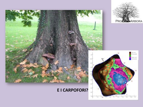 La moderna arboricoltura a salvaguardia dei ... - Pro Arbora