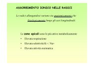 ASSORBIMENTO IONICO NELLE RADICI Le ... - Fertirrigazione.it