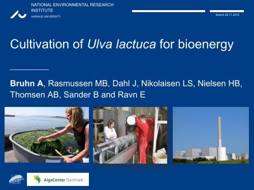 Cultivation of Ulva lactuca for bioenergy - Biogas Syd