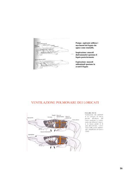 Apparato respiratorio 2